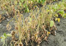 Fusarium Solgunluğu.png